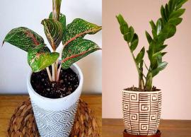 5 Indoor Plants That are Low Maintenance