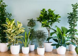 Try Theses 5 Plants Inside Your House For Amazing Air