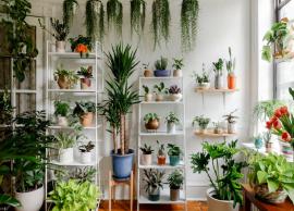Here are Few Plants That Will Surely Help in Bringing Positive Energy in Home