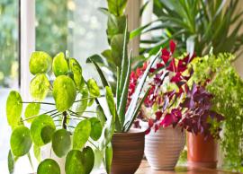 10 Tips To Take Care of Your Indoor Plants