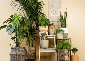 5 Indoor Plants To Make You Room Look Stylish