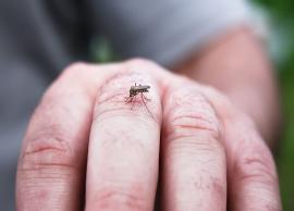 5 Remedies To Treat Insect Bite at Home