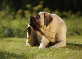 5 Natural Ways To Treat Dog Itchy Skin