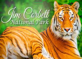 Wondering What to do in Jim Corbett Upon Your Visit, Here is an Exhaustive List of Things to Try