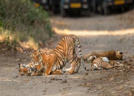 5 Offbeat Jungle Safaris To Enjoy in India