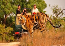 8 Amazing National Parks To Enjoy Jungle Safari in India