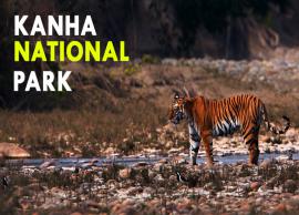 Interesting Things To Know About Kanha National Park