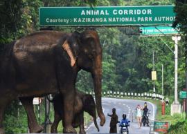 Here Is Why Kaziranga National Park Is A Popular Tourist Spot