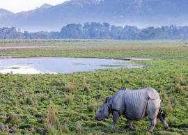 5 Attractions To Enjoy Around Kaziranga National Park