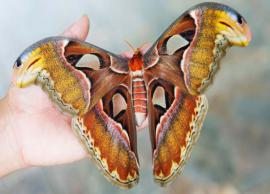 5 Large Species of Moth To Spot in India