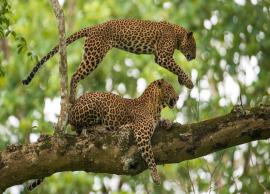 5 Least Explored Wildlife Sanctuaries in India