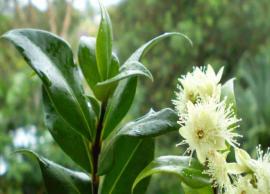 5 Benefits of Lemon Myrtle Leaves To Know For Your Health