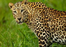 5 Places in India Where You Can Spot Leopards