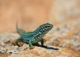 5 Home Remedies To Get Rid of Lizards from Home