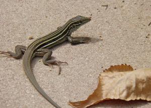 Scared of Lizards at Home, Try These 5 Tips