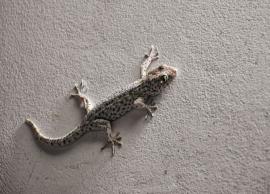 5 Ways To Get Rid of Lizards From House