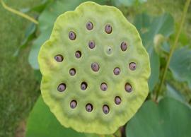 10 Reasons That Make Lotus Seed an Healthy Snack