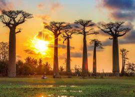 11 Reasons Why Madagascar Should Be on Your Travel List