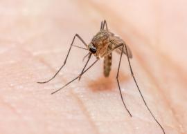 World Malaria Day- 6 Effective Home Remedies To Help You Treat Malaria