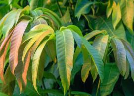 12 of the Ways the Mango Leaf can be Used to Improve One’s Health