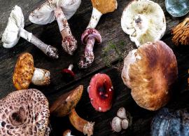 5 Medicinal Mushrooms To Treat Different Health Problems
