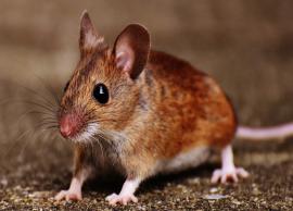 Natural Methods To Get Rid of Mice From Home
