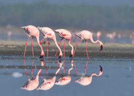 5 Places in India To Spot Migratory Birds During Winter