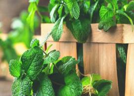 6 Surprising Health Benefits of Mint Leaves You Should Know About