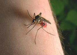 5 Home Remedies To Treat Mosquito Bite