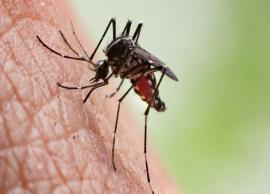 10 Home Remedies For Mosquito Bites