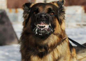5 Most Dangerous Dog Breeds in The World