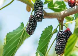 5 Health Benefits of Eating Mulberry Fruit
