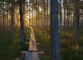 5 Most Amazing National Parks To Visit in Estonia