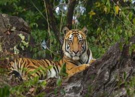10 Most Adventorus Wildlife Safaris To Enjoy in North India