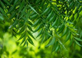 5 Proven Beauty Benefits of Neem Leaves

