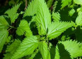 5 Reasons Stinging Nettle is Good For Your Health