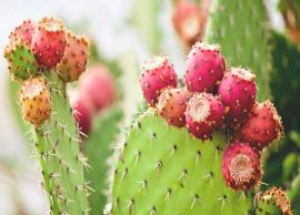6 Amazing Health Benefits of Nopal Cactus