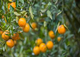 Some Health Benefits of Orange Tree Tea Leaves Will Work Effectively
