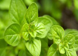 The Staple Herb, Oregano Will Help You Solve Many Health Problems