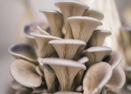 6 Amazing Benefits of Oyster Mushrooms on Your Health
