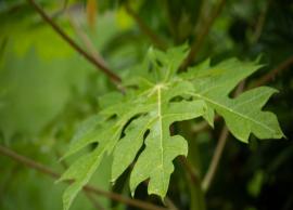 5 Proven Benefits of Papaya Leaf