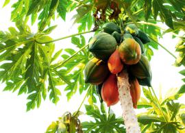 5 Benefits of Papaya Leaf on Your Health