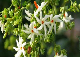 Health Benefits of Parijat Flowers