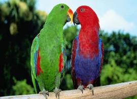 8 Most Colorful Species of Parrot Found Across The World