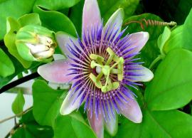 5 Least Known Health Benefits of Passion Flower
