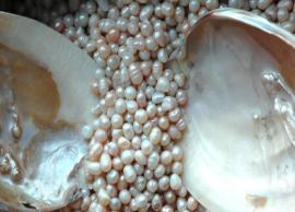 6 Well Known Health Benefits of Pearl Powder