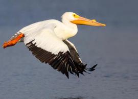 5 Sanctuaries in Andhra Pradesh to Spot Pelican Birds 