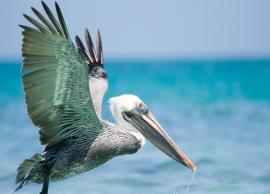 5 Sanctuaries to See Pelican Birds in Andhra Pradesh