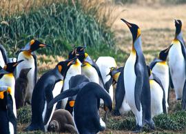 5 Places To Spot Penguins in Chile