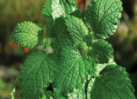 6 Amazing Benefits of Using Pepper Mint for Your Health